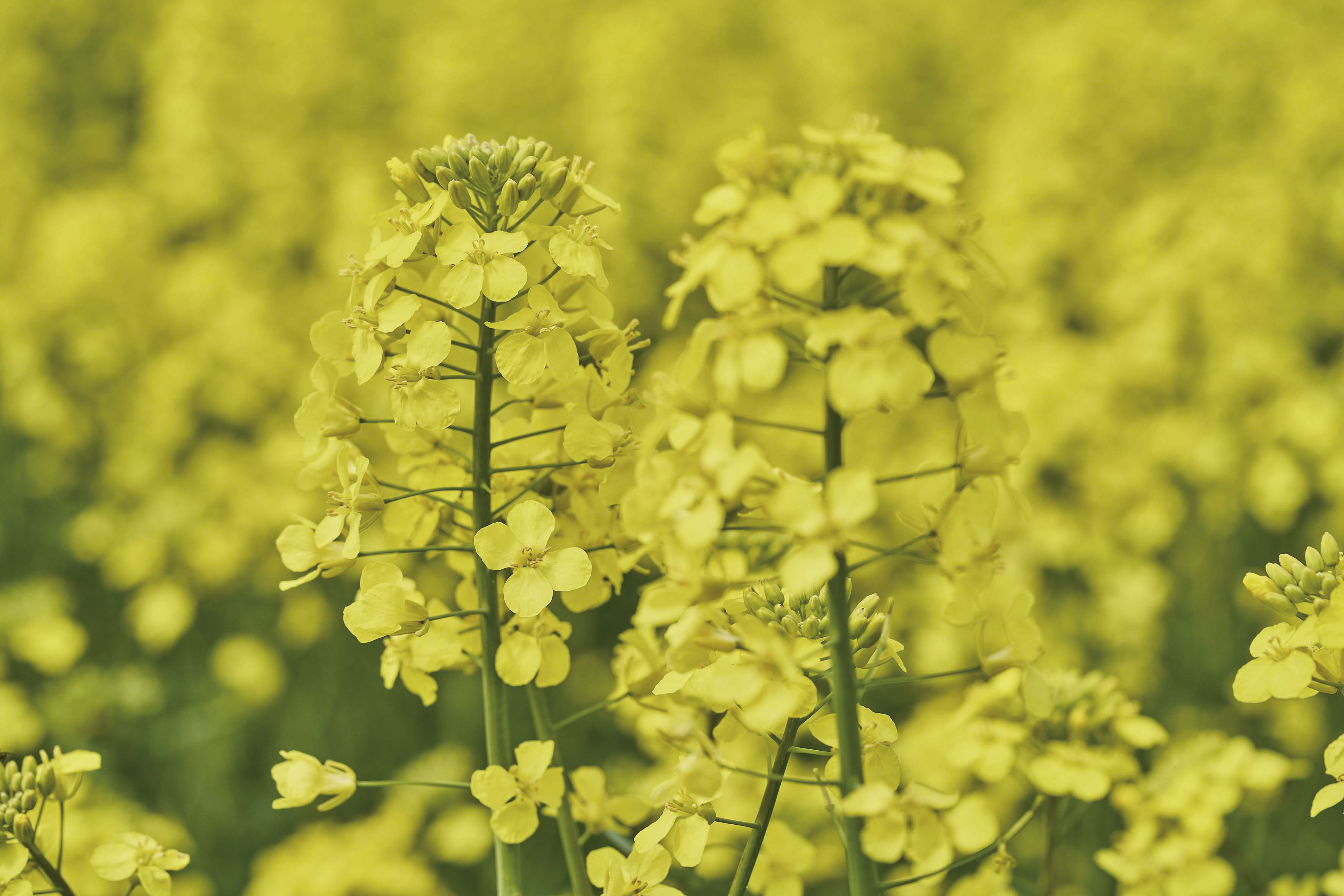 kws0523_oilseed_hostine.jpg