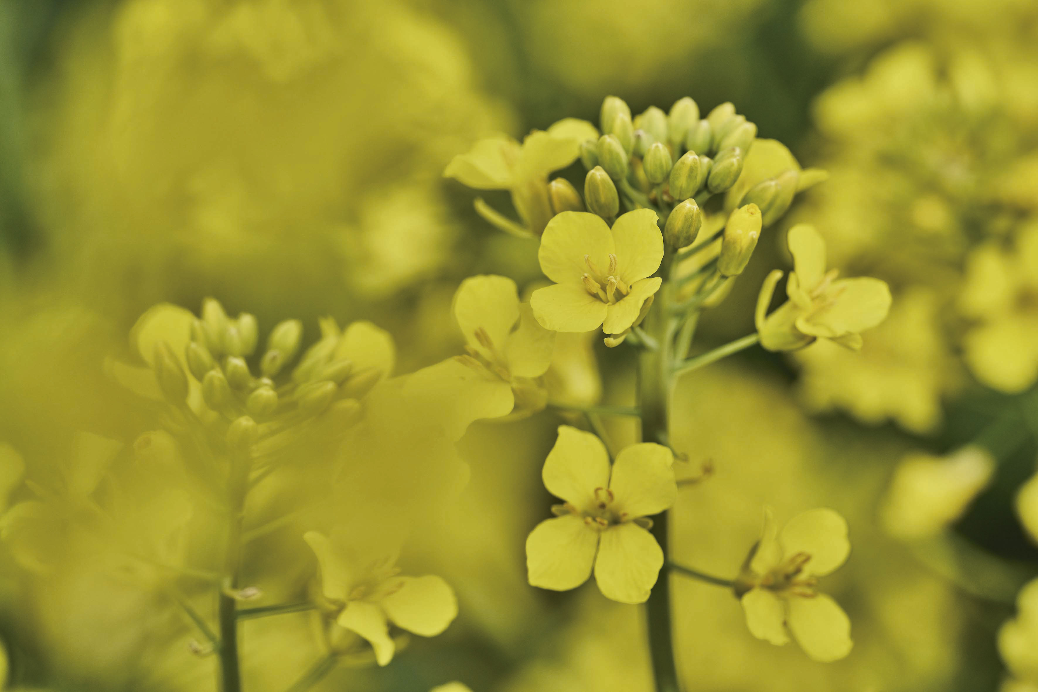 kws0523_rapeseed_cyrill-cl.jpg