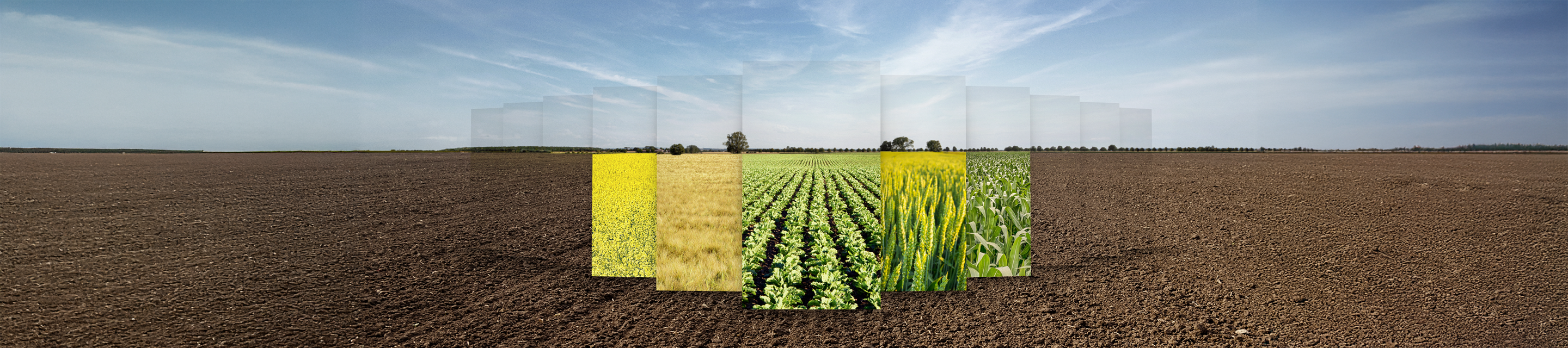 KWS Your Seed Partner