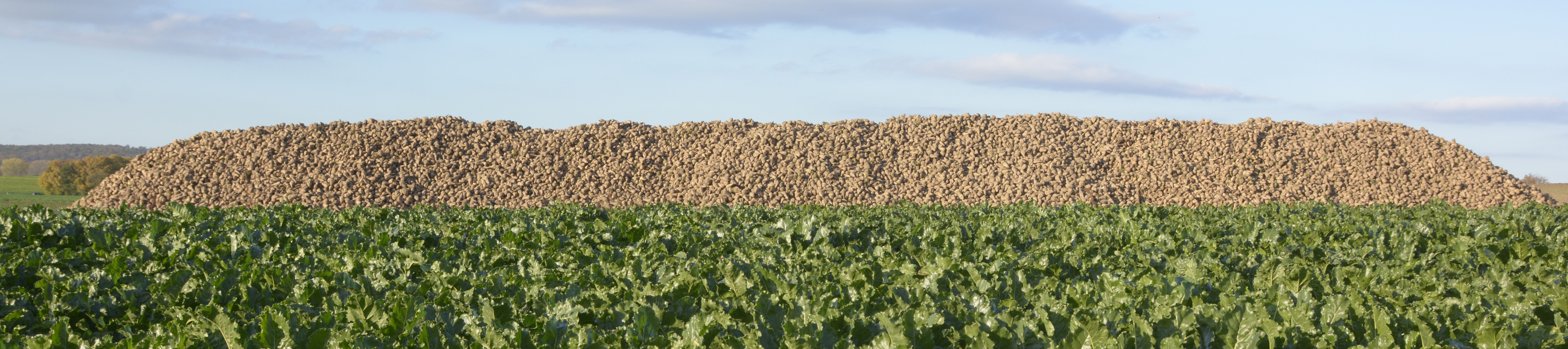 header-silo-betterave.png