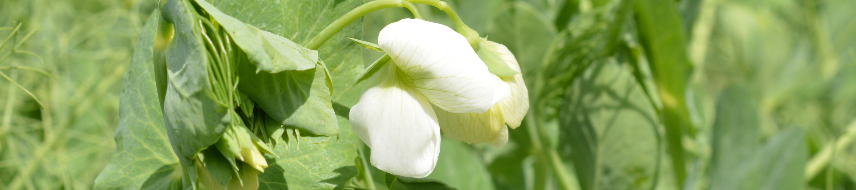 Pois protéagineux KWS