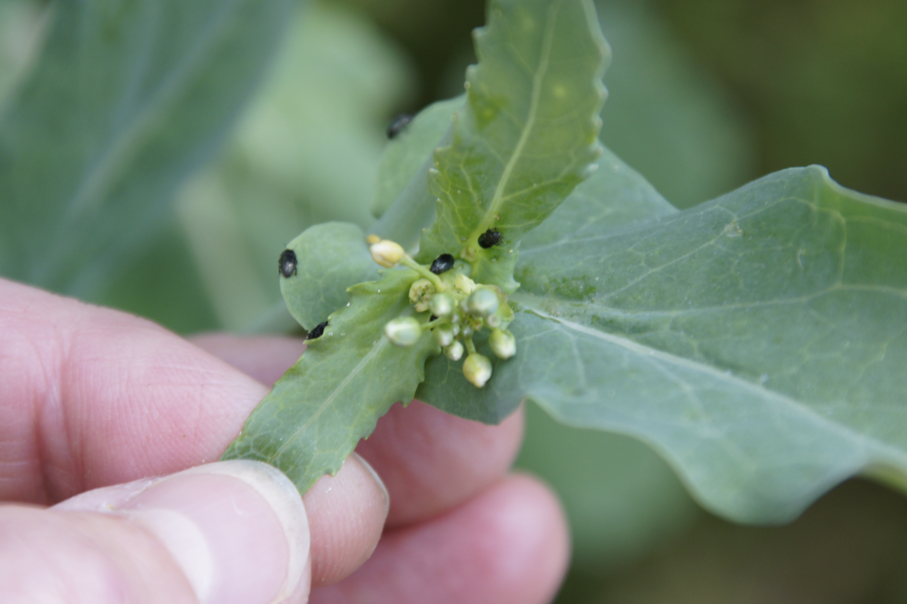 InsectPROTECT : la solution génétique face aux altises