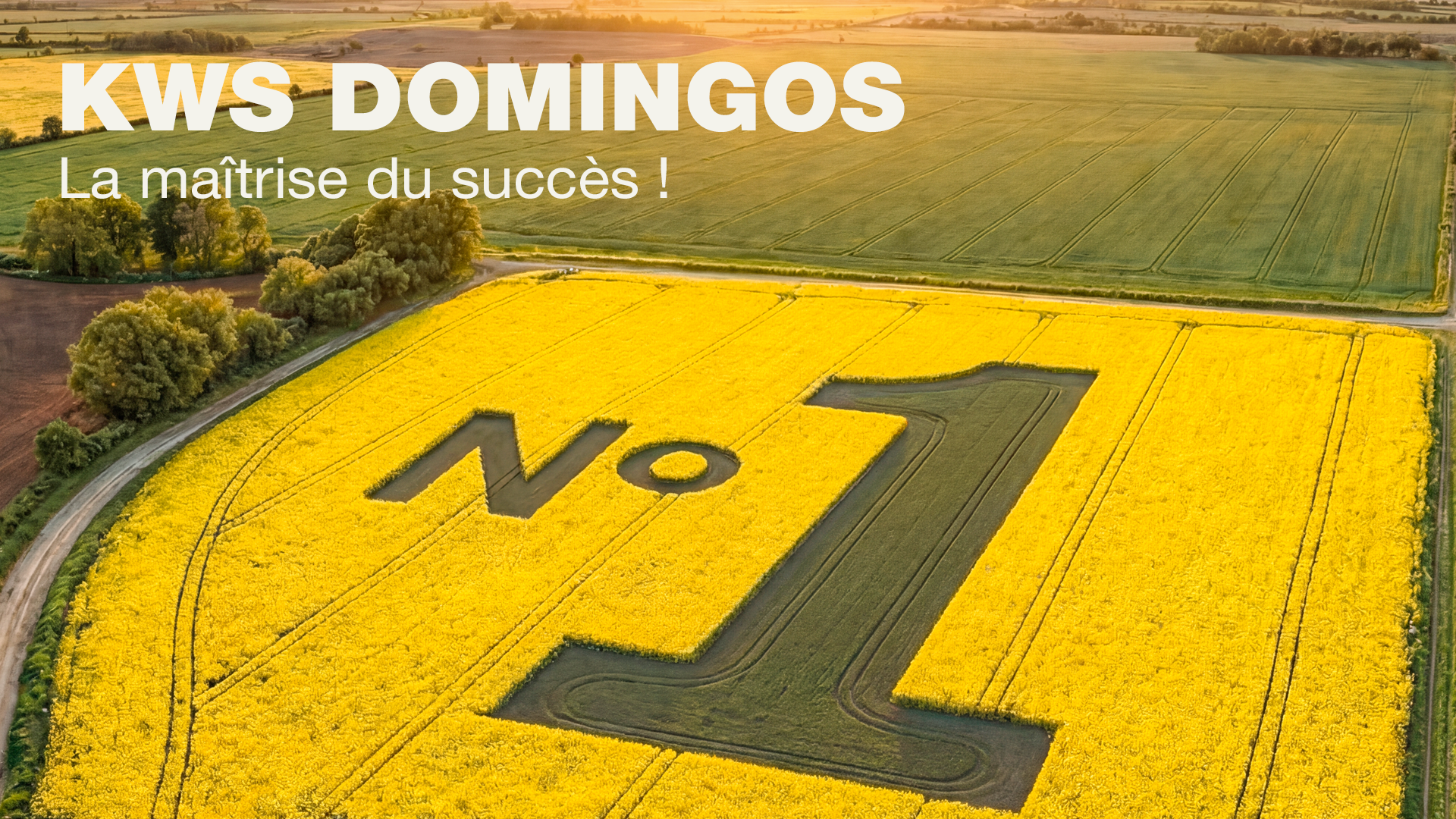 KWS DOMINGOS la maîtrise du succès
