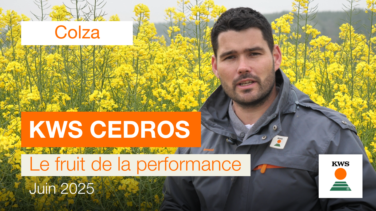 Video KWS CEDROS