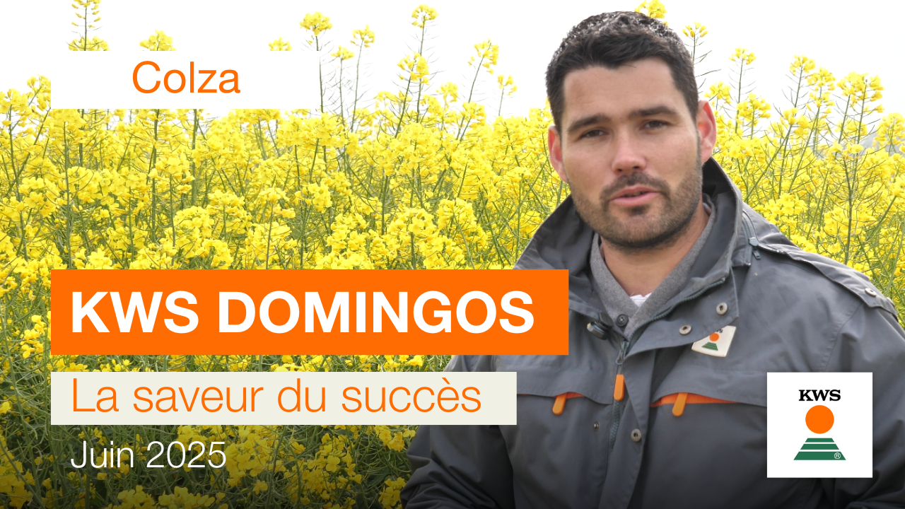 Vidéo KWS DOMINGOS