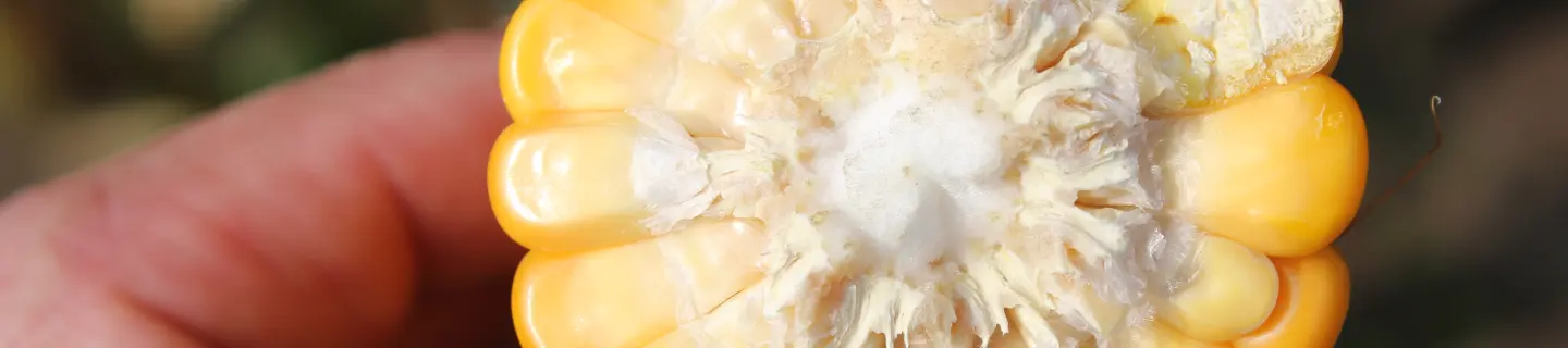 corn-cob_r_special_header_res_1440x320.webp
