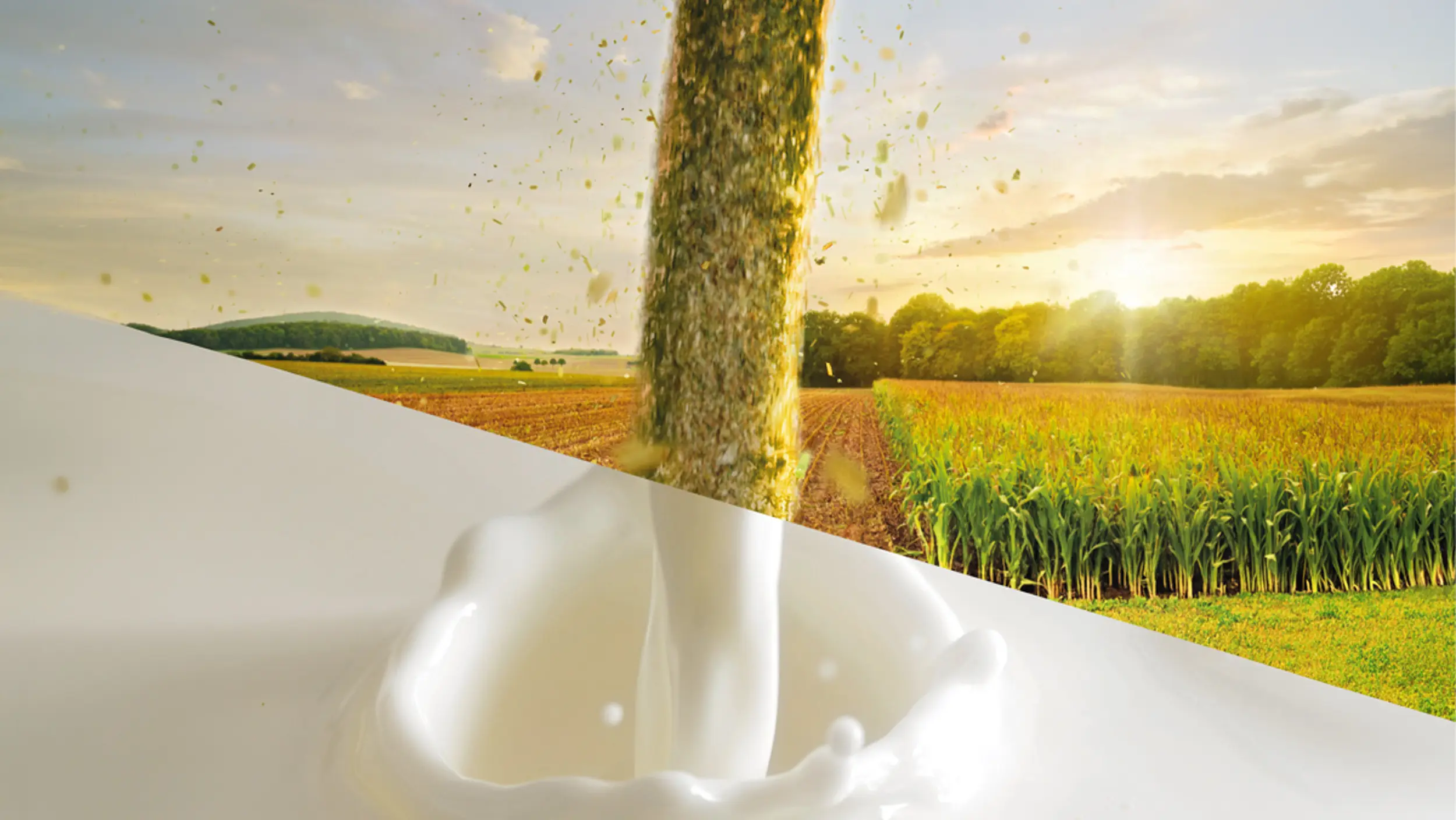 Du champ au tank à lait. Plus de lait avec maïs Energyboost