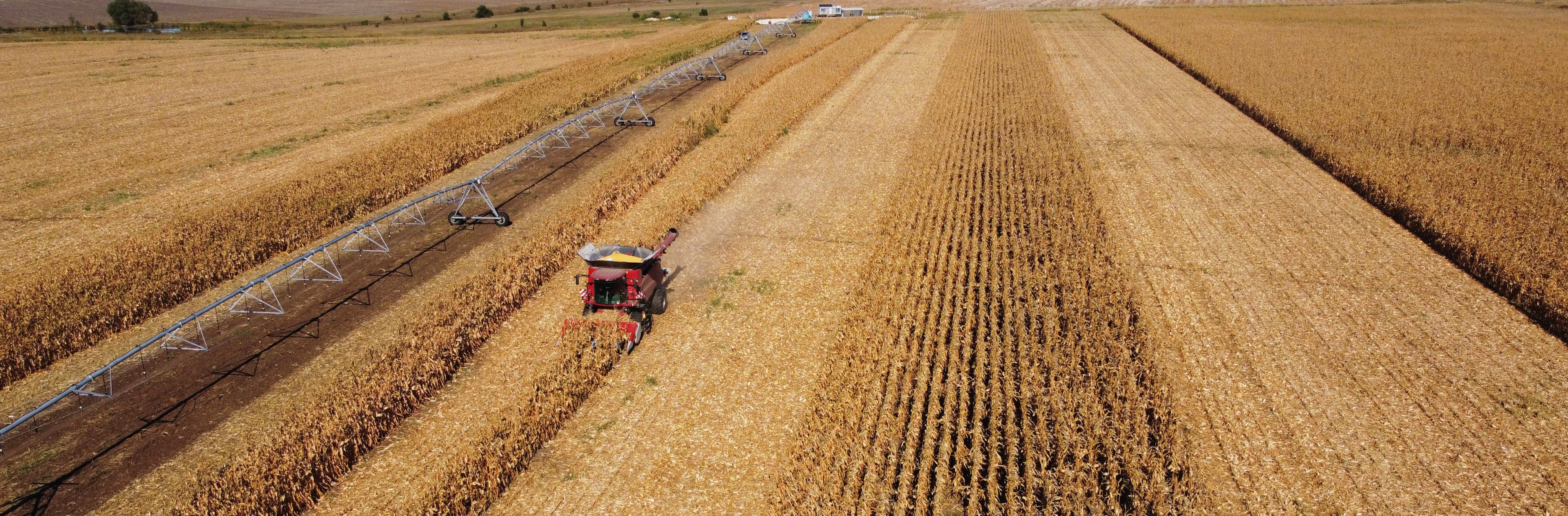 Champ de maïs sécheresse - récolte maïs
