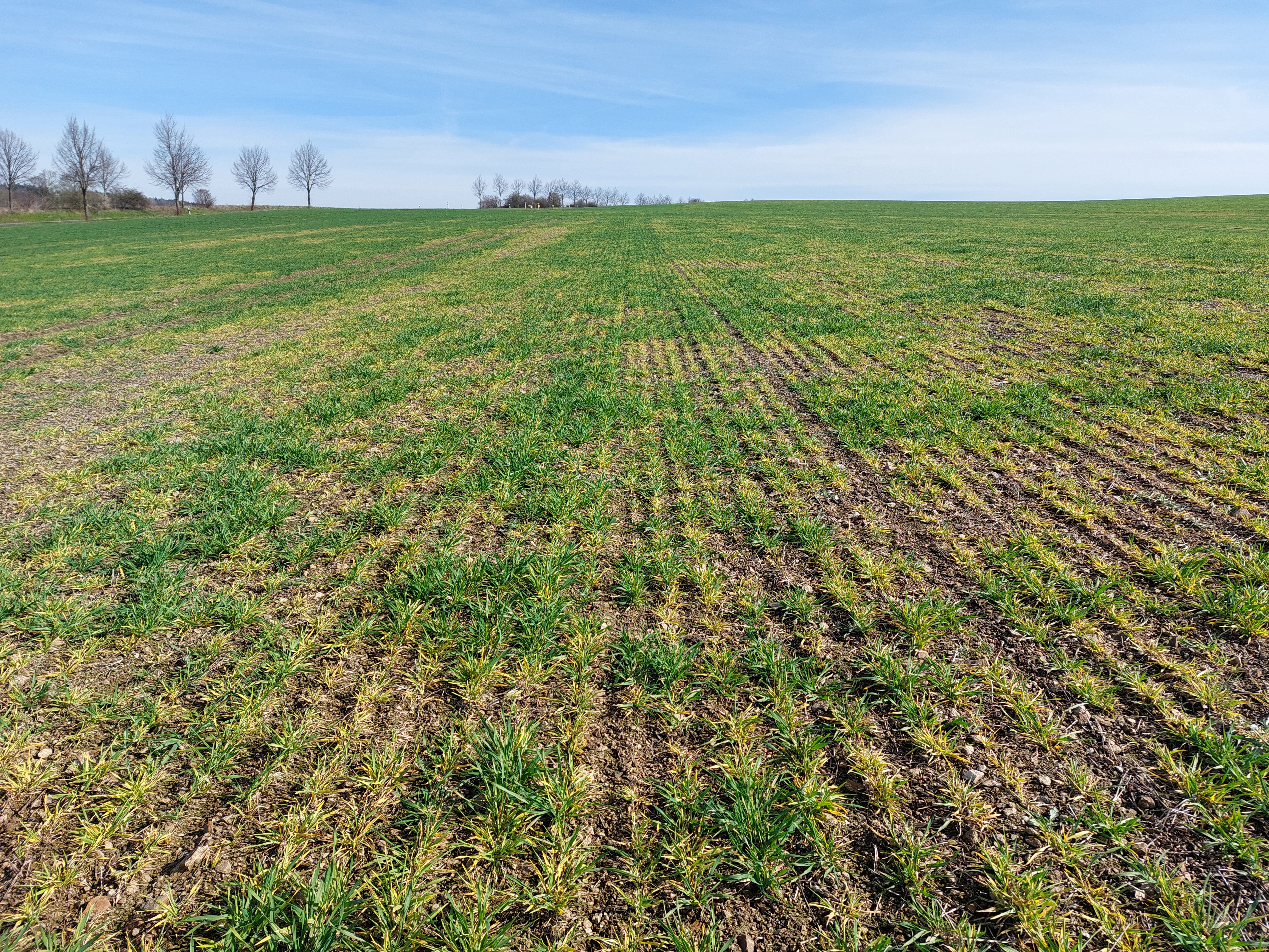 field