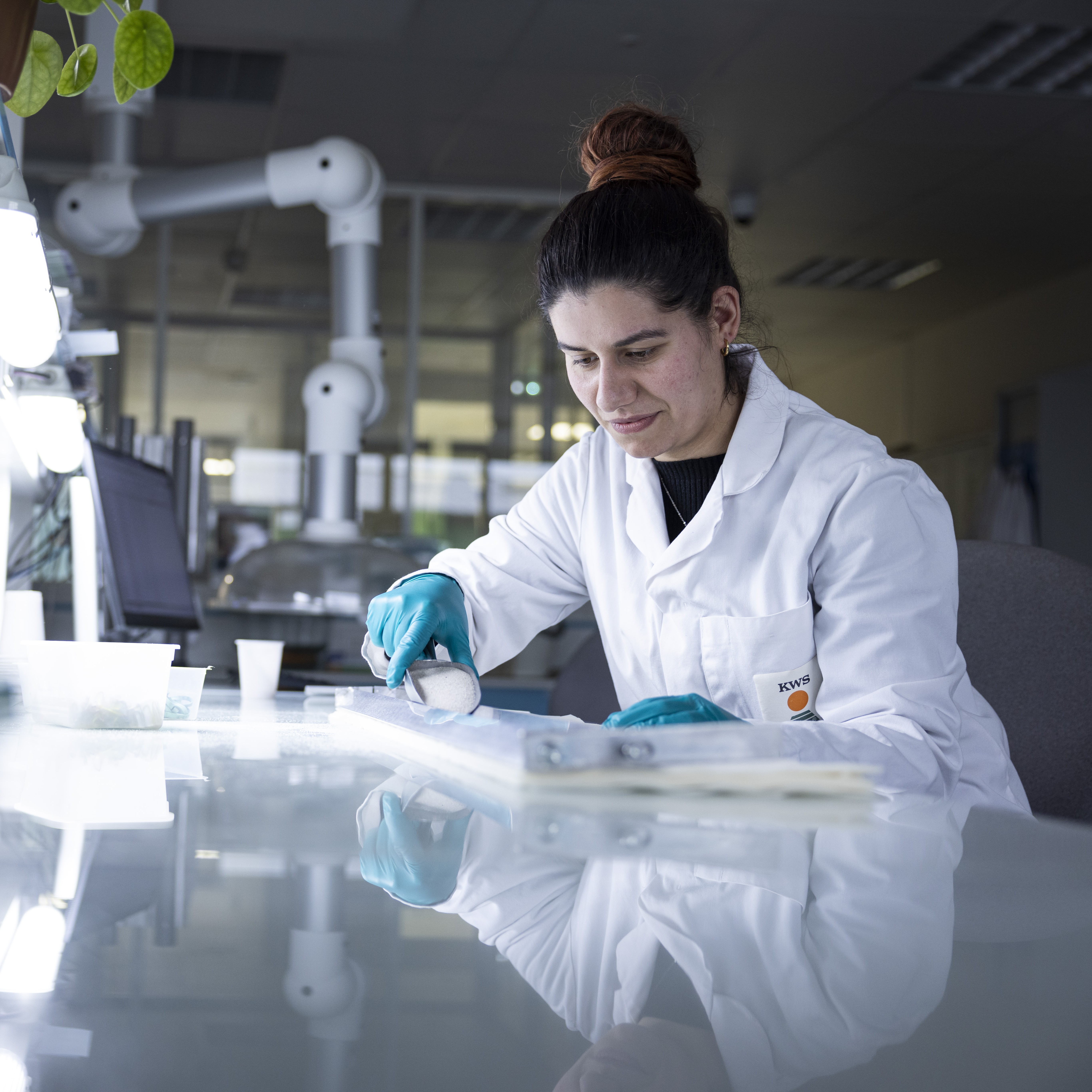 Semences Académie KWS France