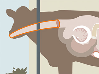 Illustrated depiction of a cow, area highlighted here: Mouth and esophagus