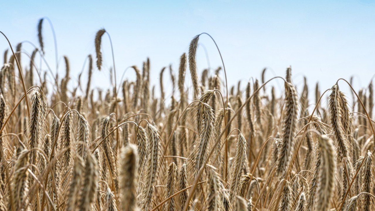 pollenplus_kws_files_for_ergot_patent_in_hybrid_rye.jpg