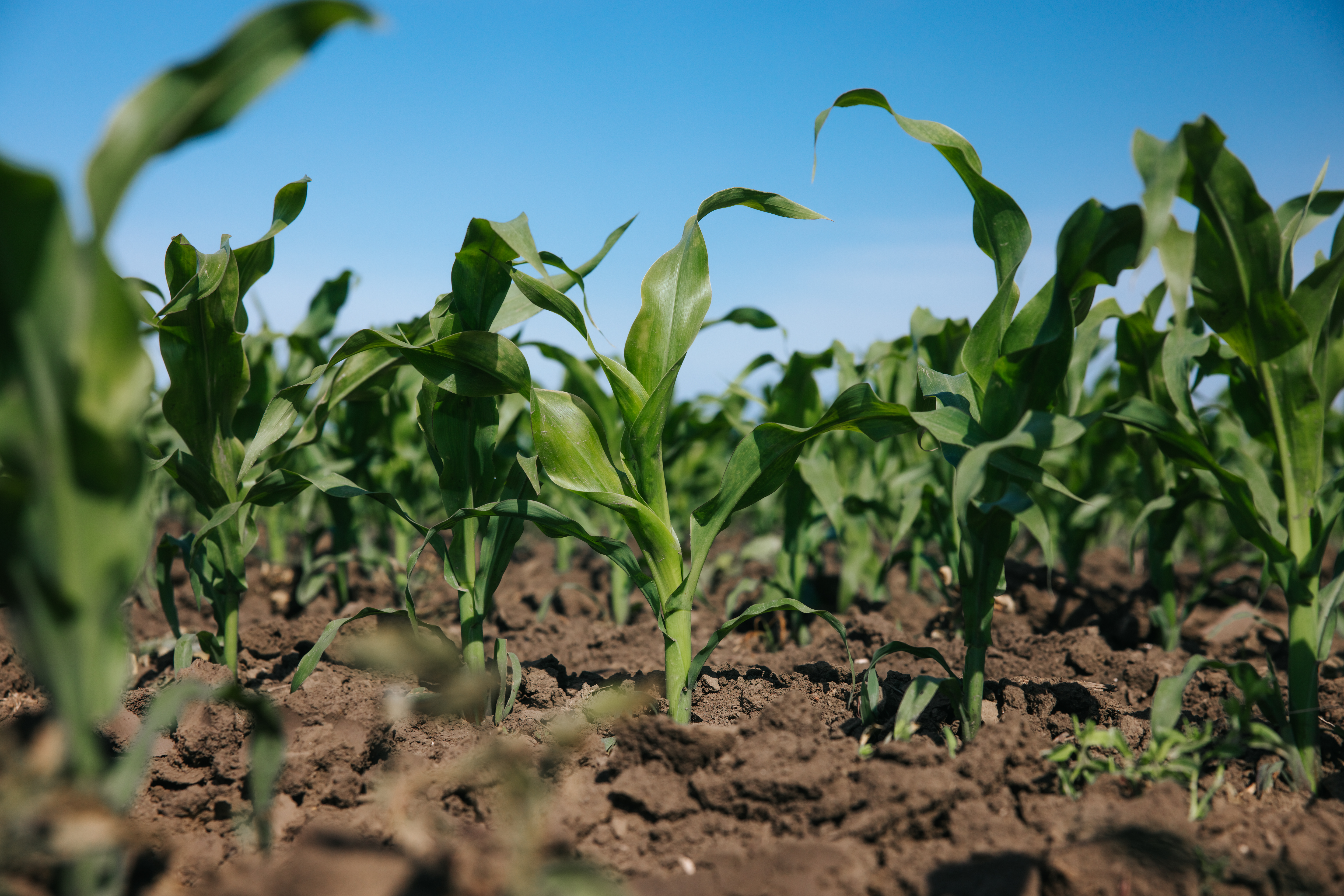 KWS infographic ClimaCONTROL3 MORE Security