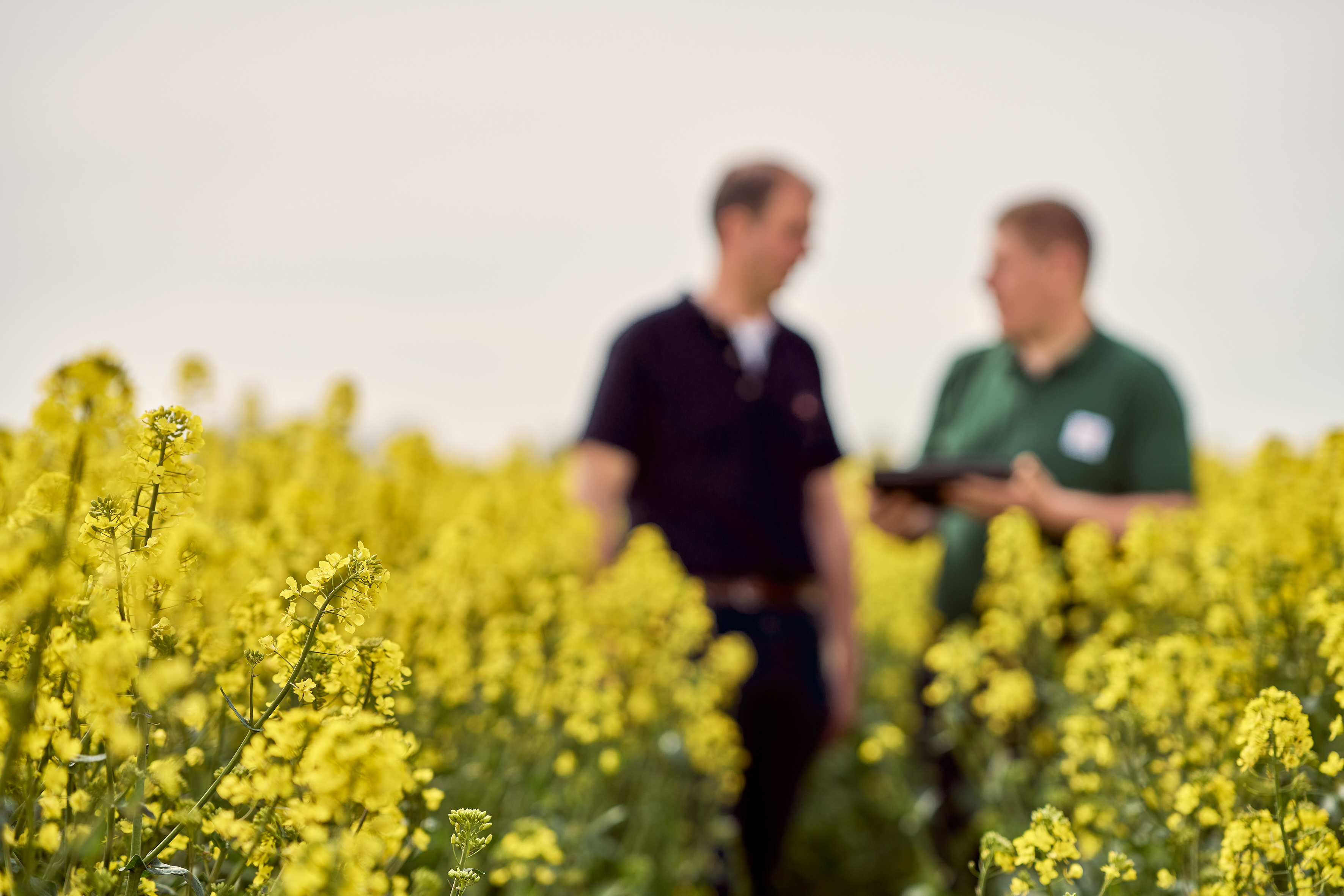 kws0523_consultancy_oilseed_rape_ar53226.jpg