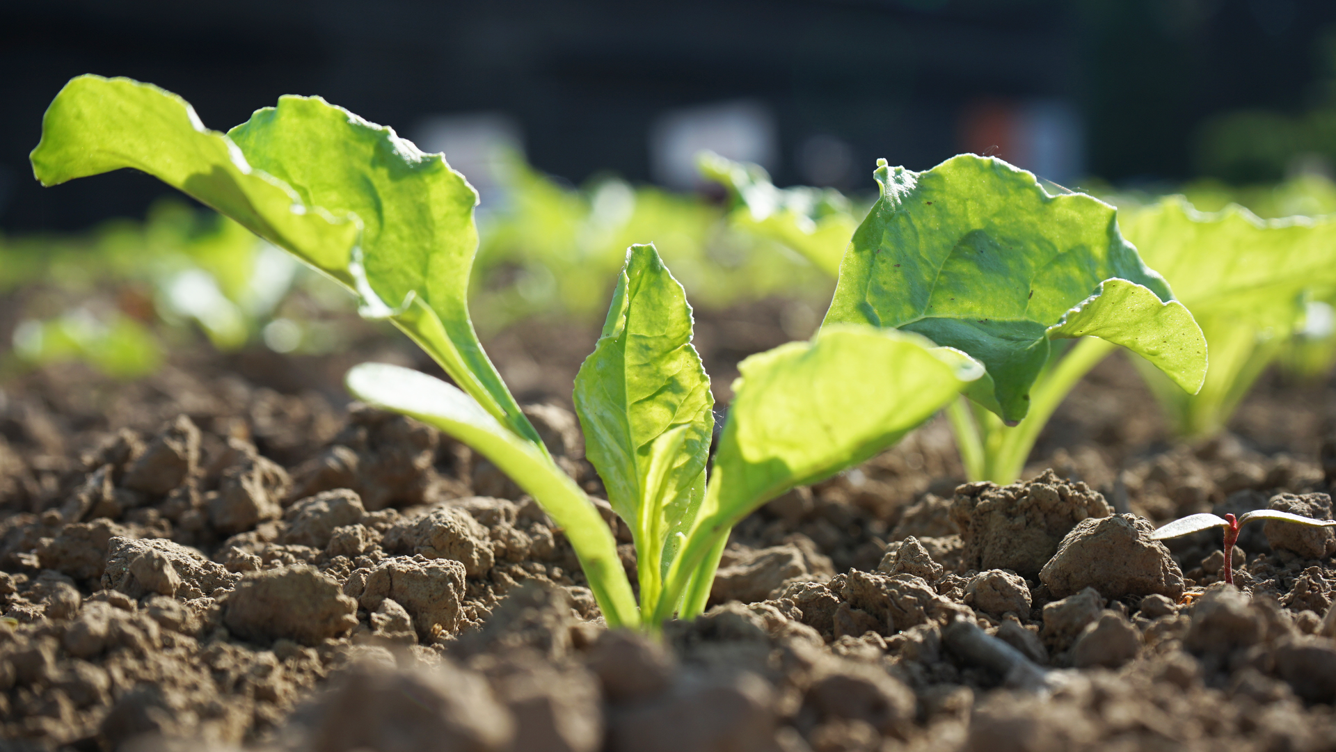kws0524_sugarbeet_bbch14_9_dsc02488.png