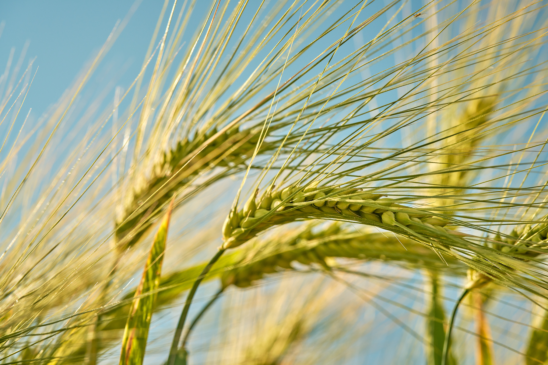 kws0623_hybrid_barley_pre_harvest_ar54848.png