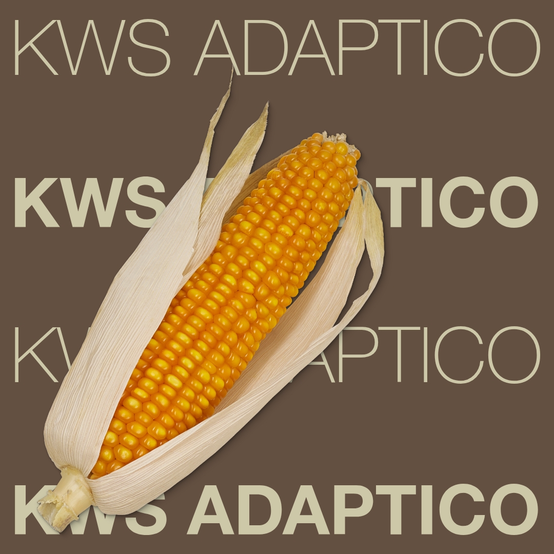 kws_adaptico_keyvisual_hr_1x1_1.jpg