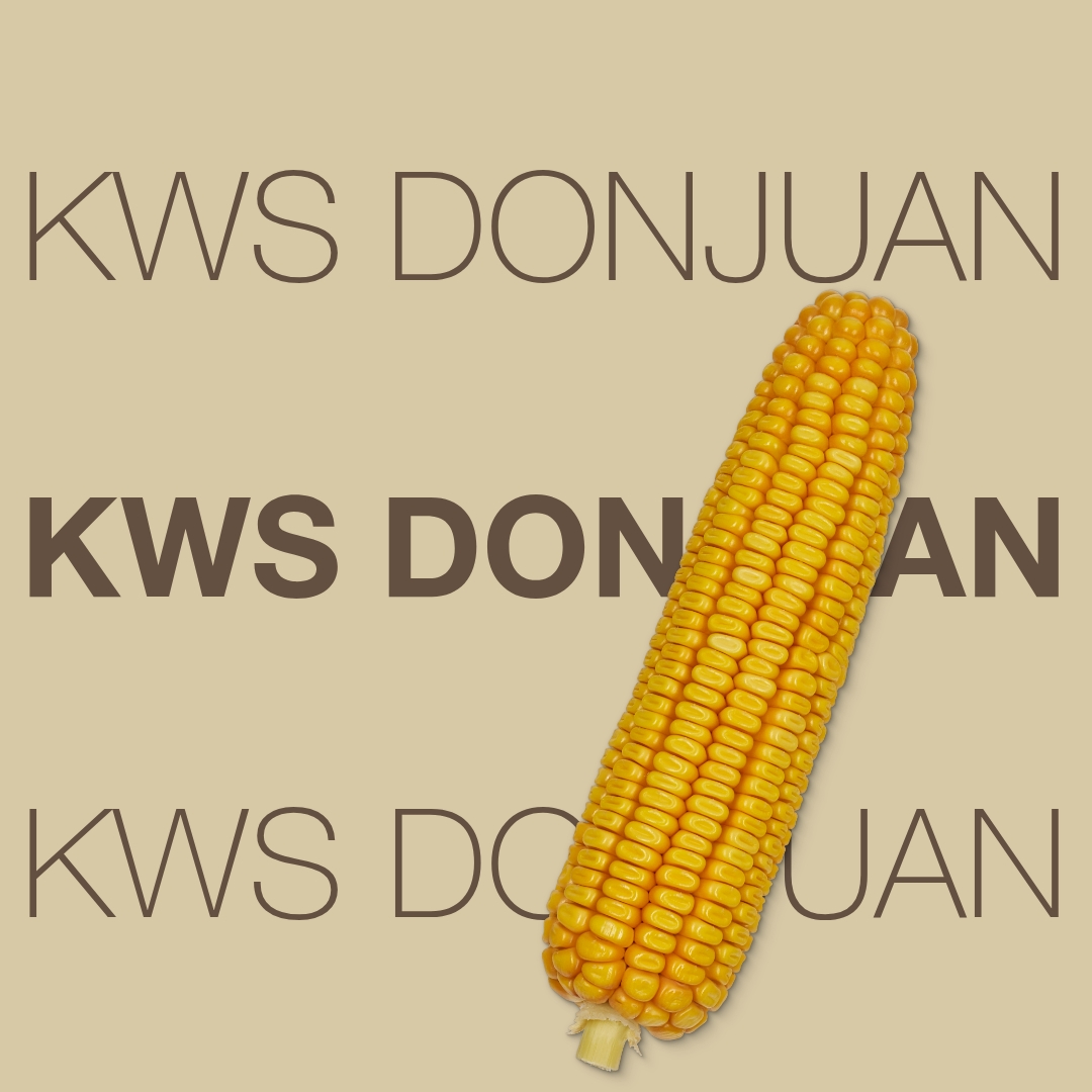 kws_donjuan_keyvisual_hr_1x1_1.jpg