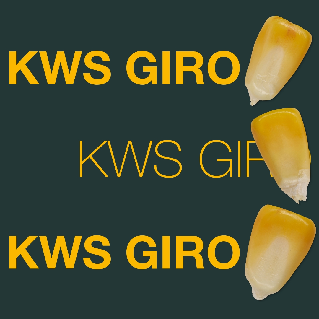 kws_giro_keyvisual_hr_1x1_1.jpg