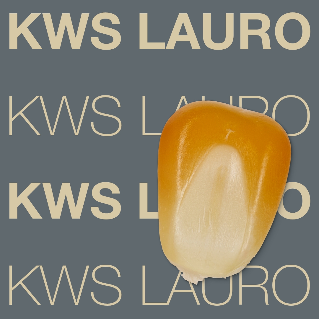 kws_lauro_keyvisual_hr_1x1_1.jpg
