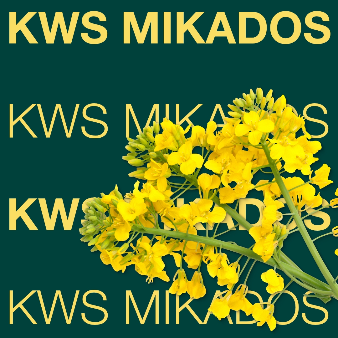 kws_mikados_keyvisual_hr_1x1_1.jpg