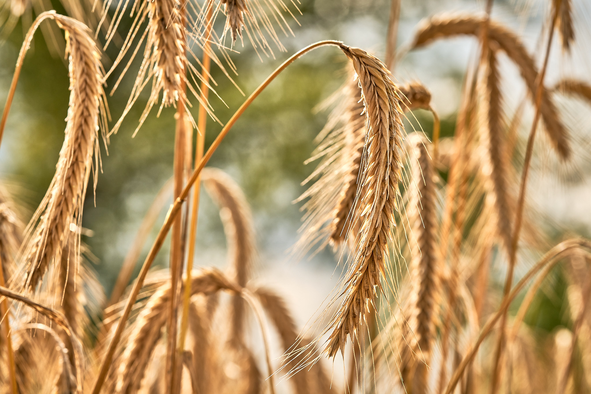 kws_rye_plants_in_the_field_ar59046.jpg