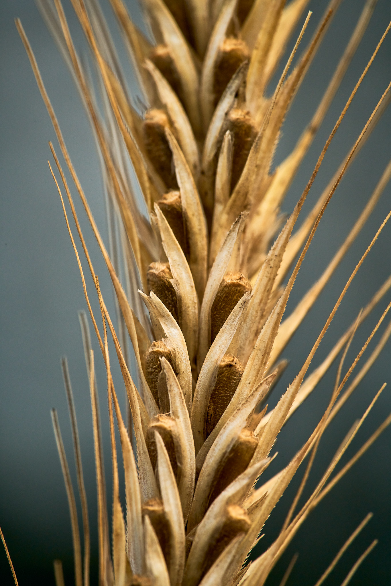 kws_rye_plants_in_the_field_ar59076.jpg