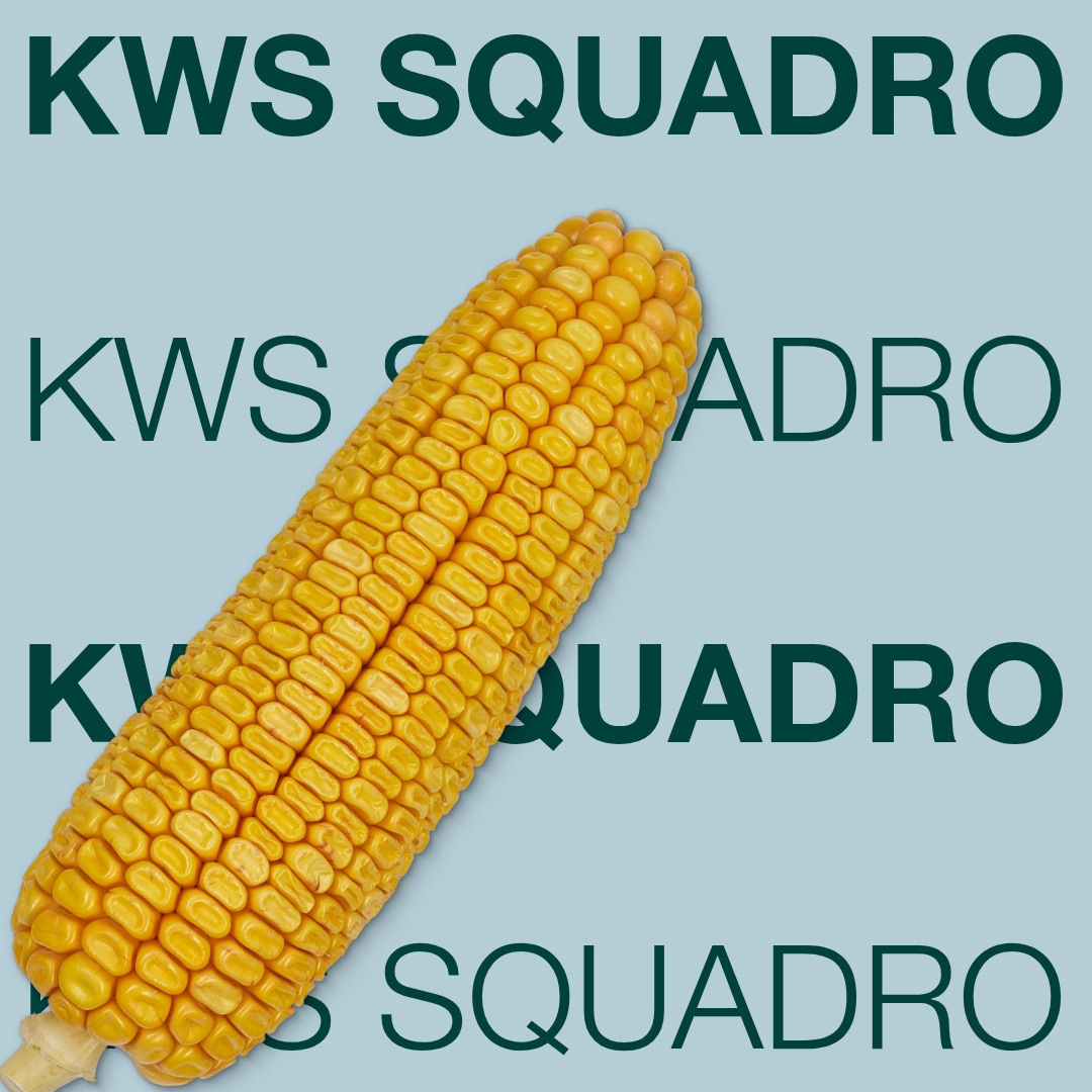 kws_squadro_keyvisual_hr_1x1.jpg