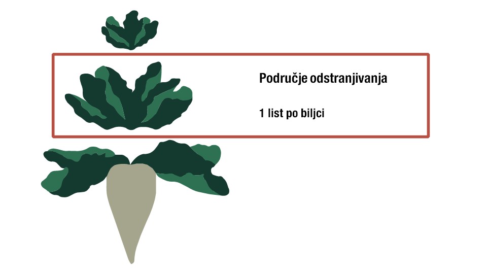 Metoda usitnjavanja listova šećerne repe