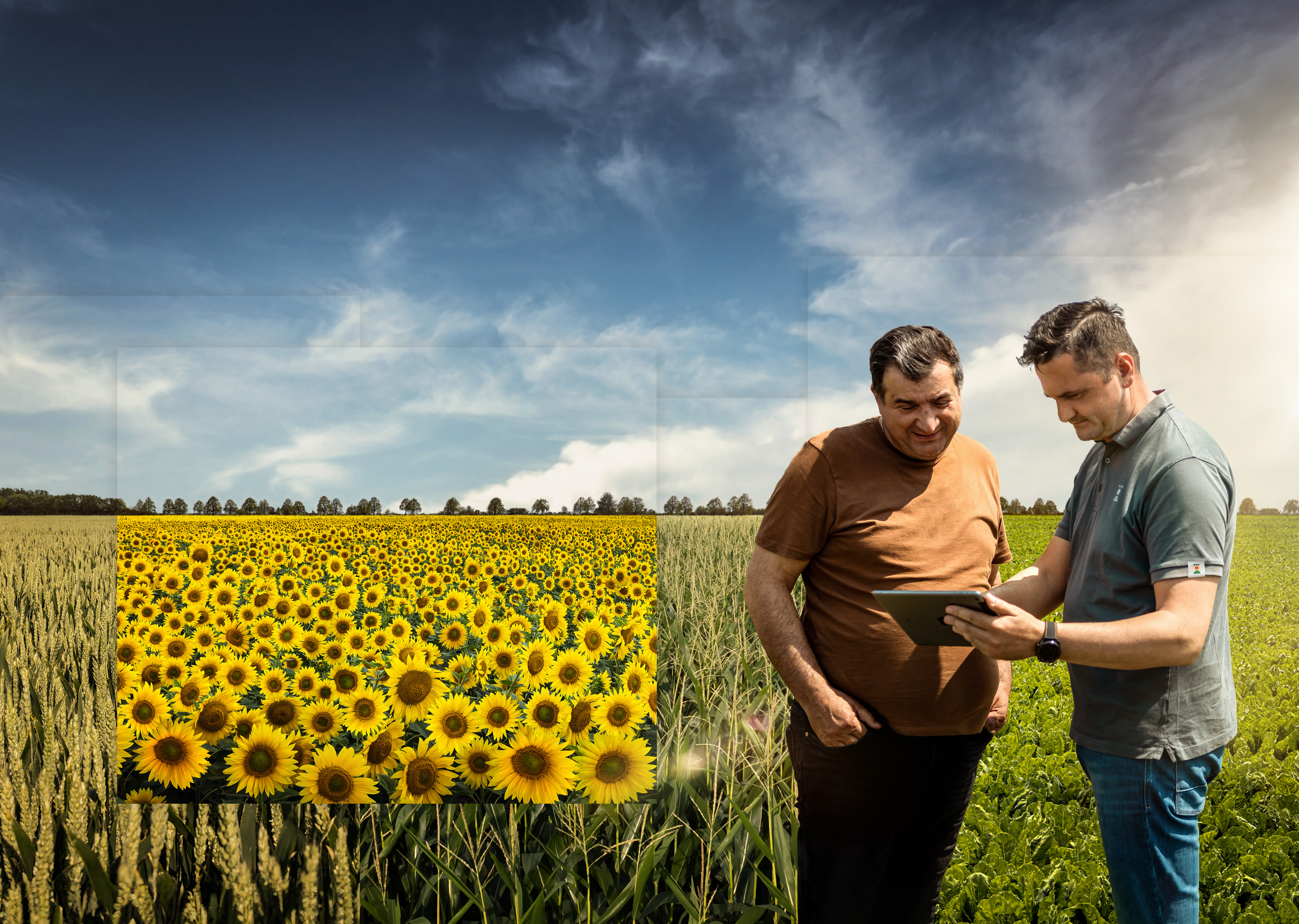 ysp_field1_sunflower_flat_wbr-sf-ma-sb_landscape_srgb_300dpi.jpg