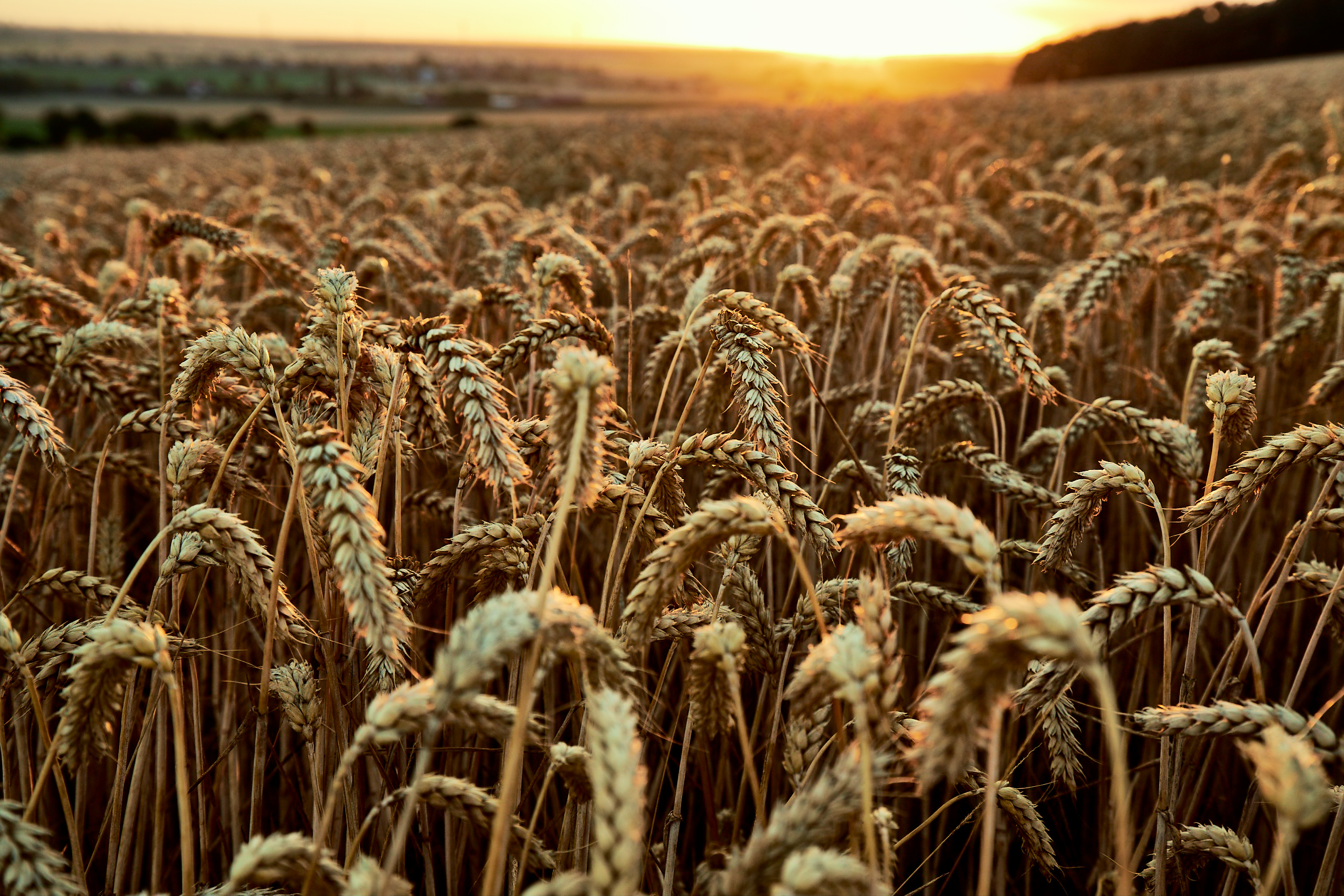 kws0720_wheat_field_119-2.jpg