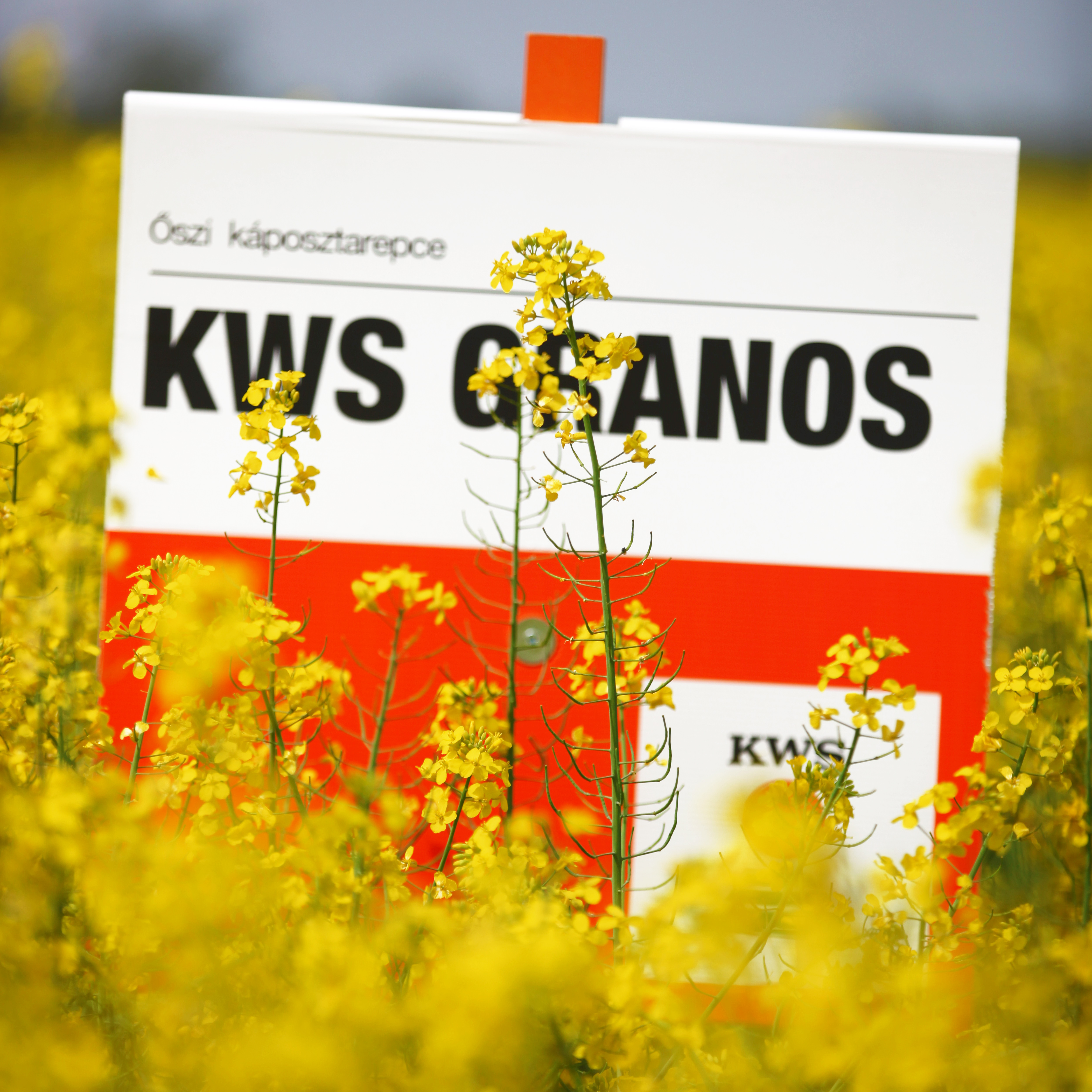 granos1.jpg