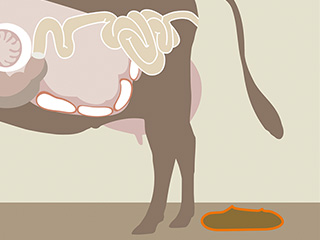 Illustrazione di una mucca, area evidenziata: Escrementi