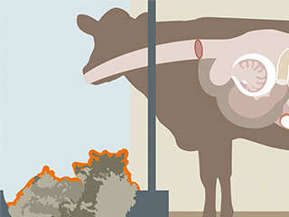 Illustrazione di una mucca, area evidenziata: Razione