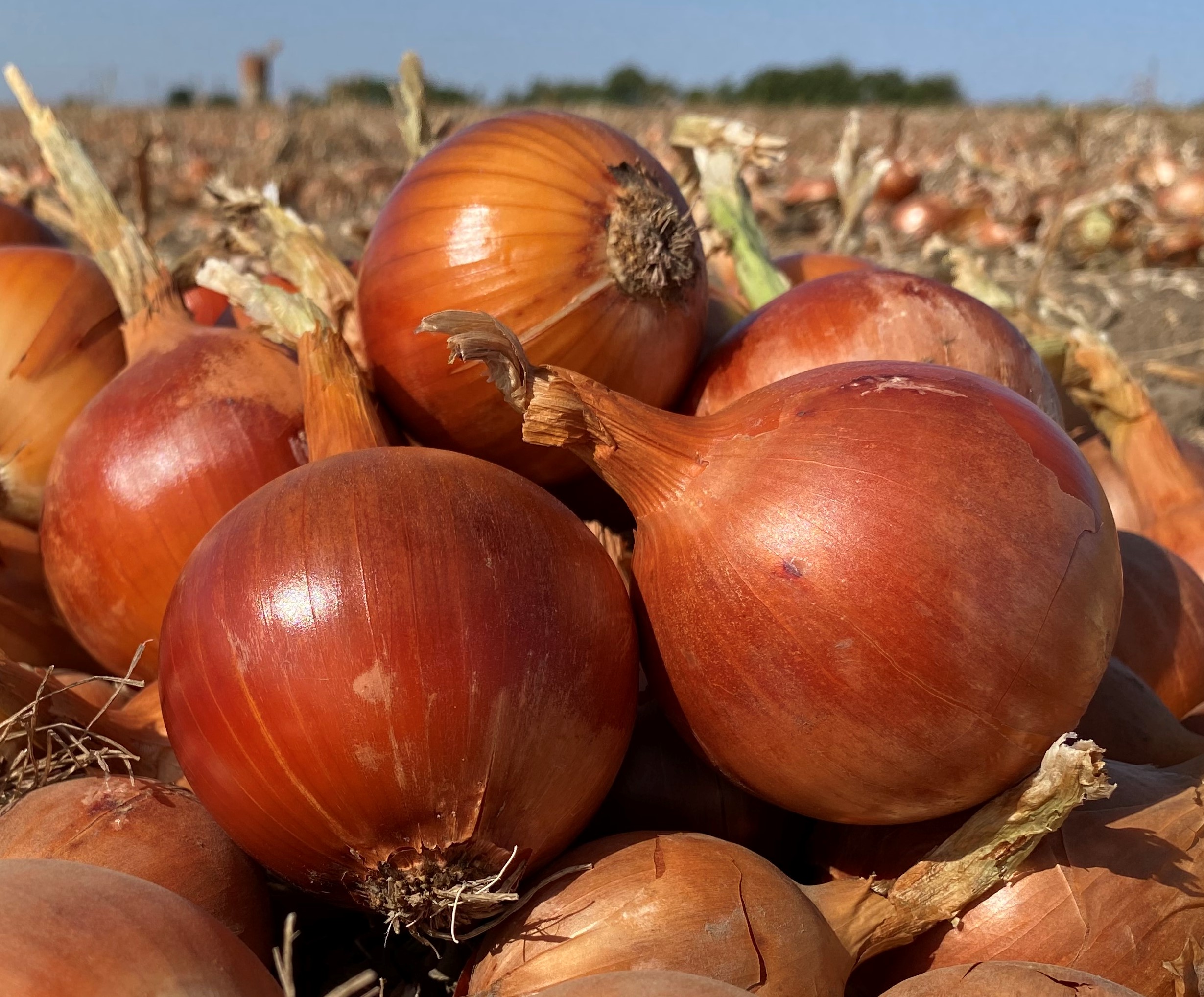 onion-teaser.jpg
