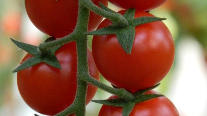 tomato-teaser.jpg