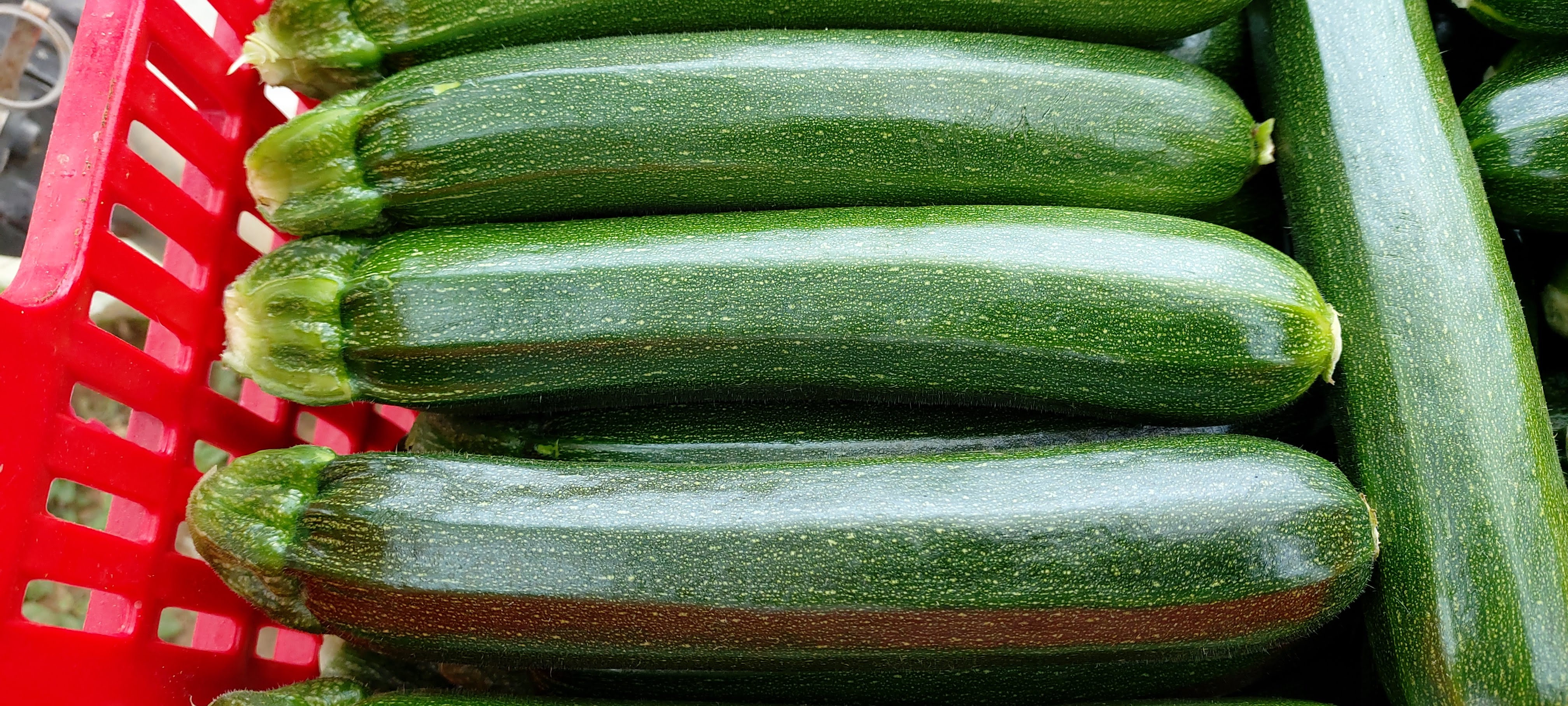 zucchini-teaser.jpg