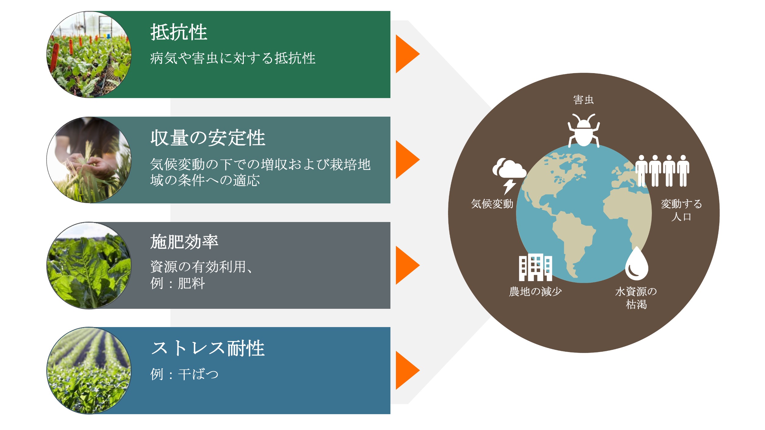 KWSの育種目標