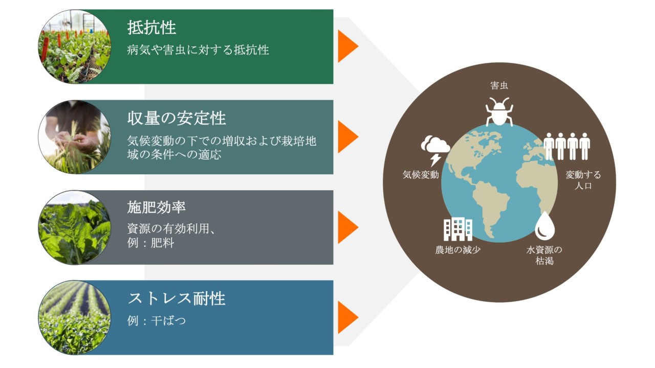 KWSの育種目標