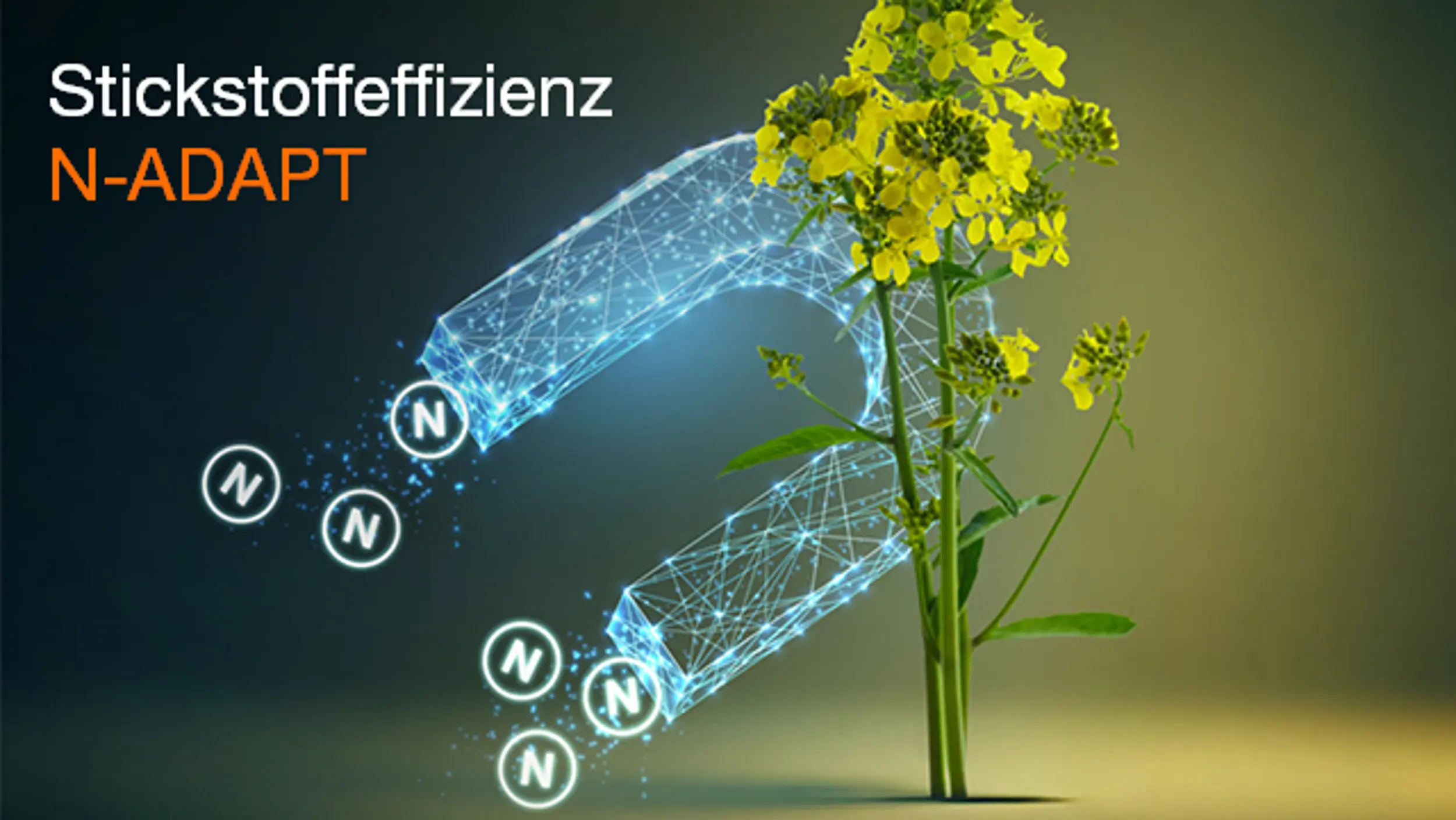 Efektyvus azoto įsisavinimas N-ADAPT