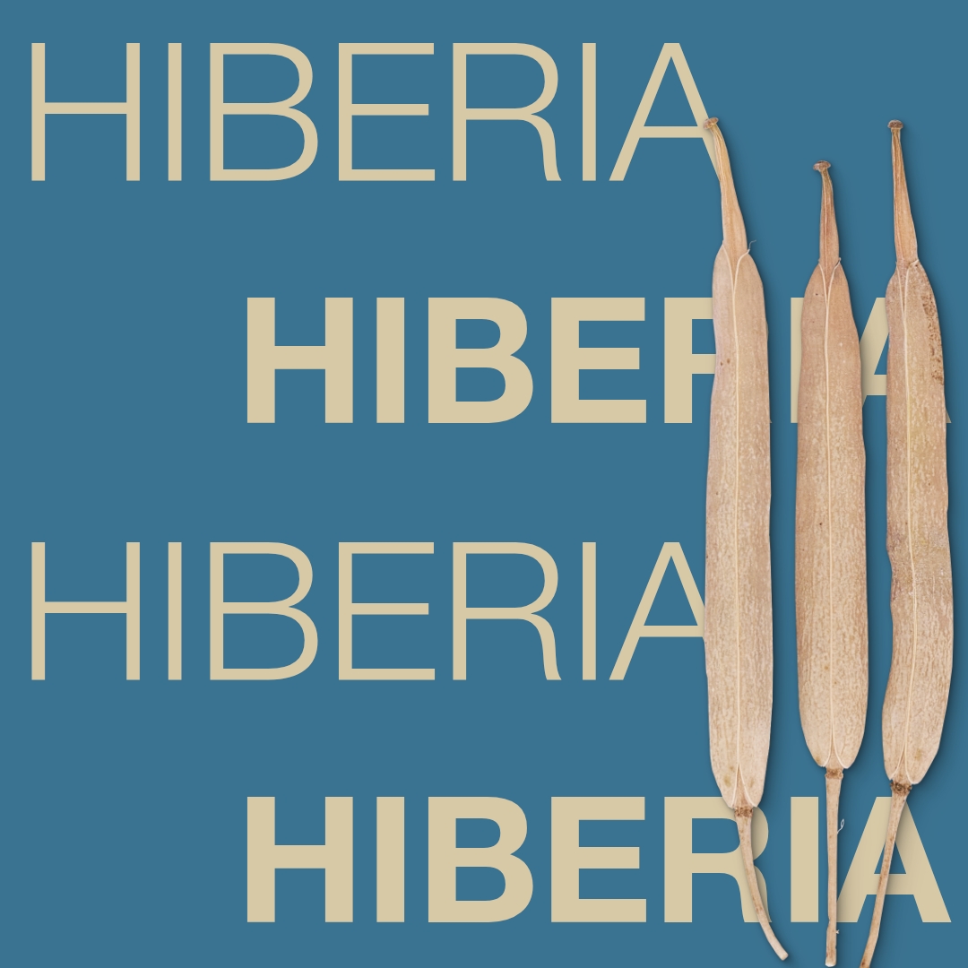hiberia_keyvisual_lt_1x1_1.jpg