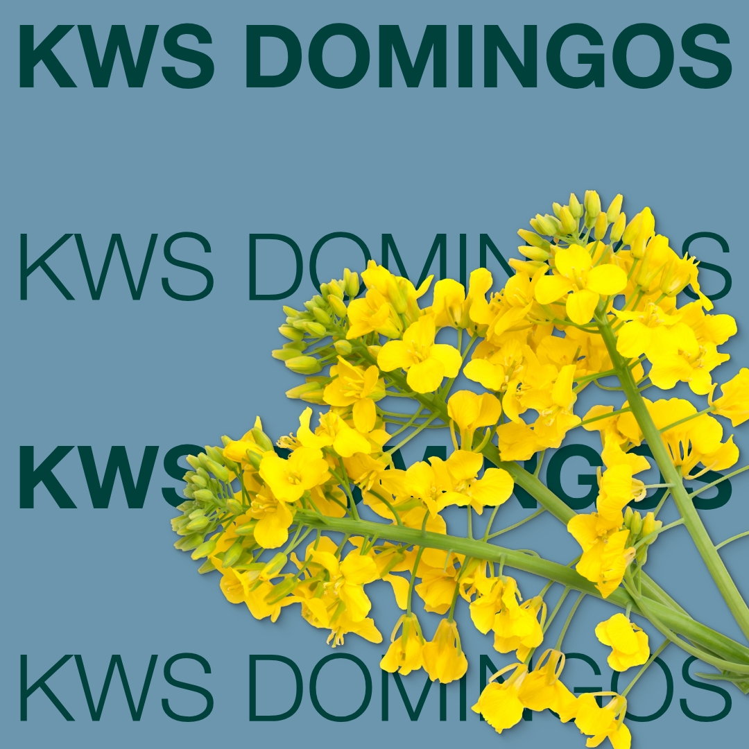 kws_domingos_keyvisual_lt_1x1_1.jpg