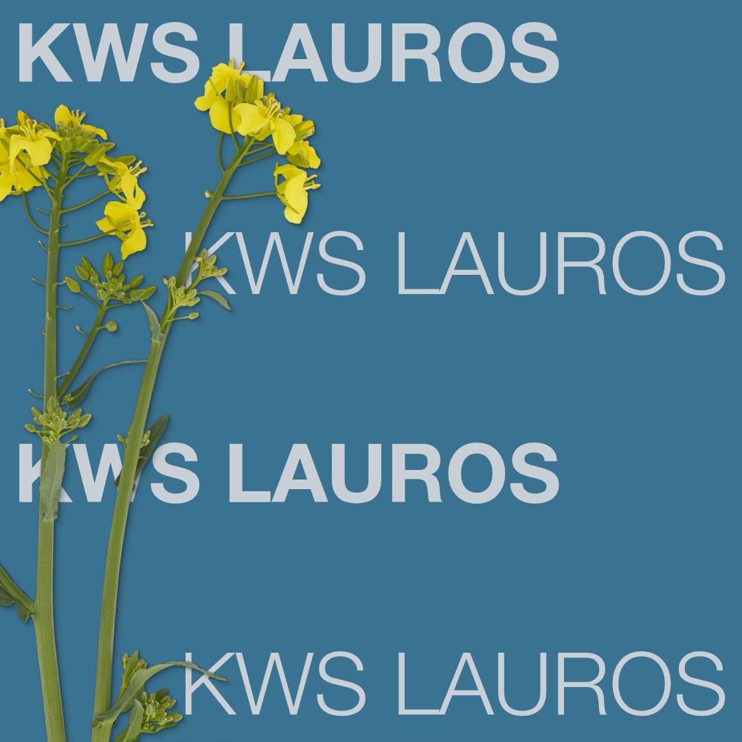 kws_lauros_keyvisual_lt_1x1_1.jpg