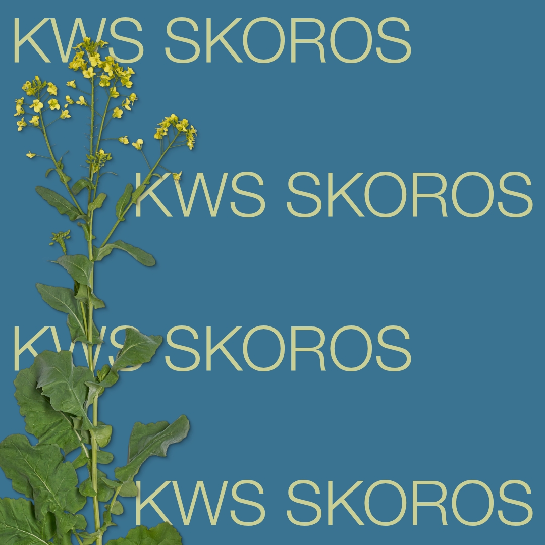 kws_skoros_keyvisual_lt_1x1_1.jpg