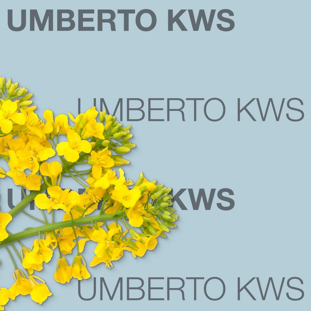 umberto_kws_keyvisual_lt_1x1_1.jpg