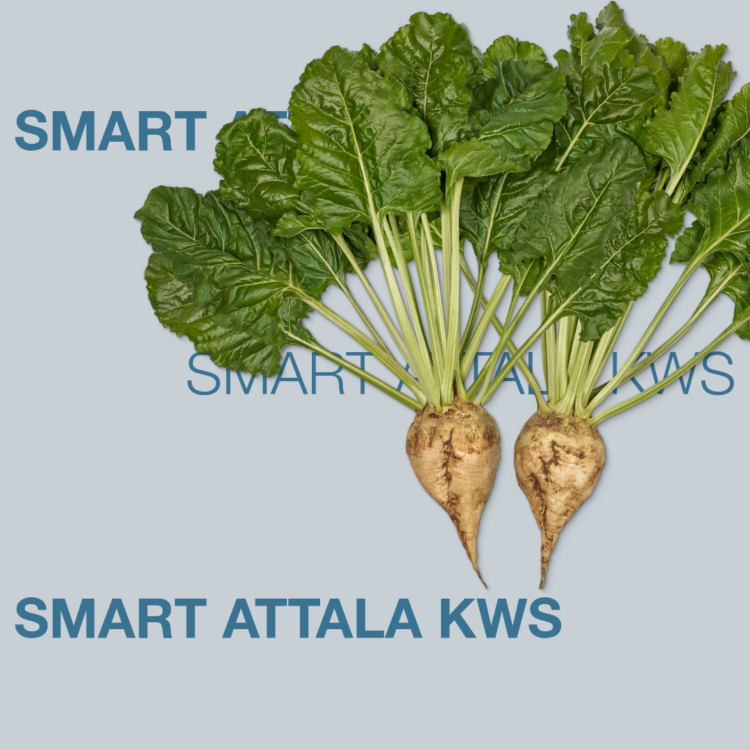 smart_attala_kws_keyvisual_lt_1x1_1.jpg