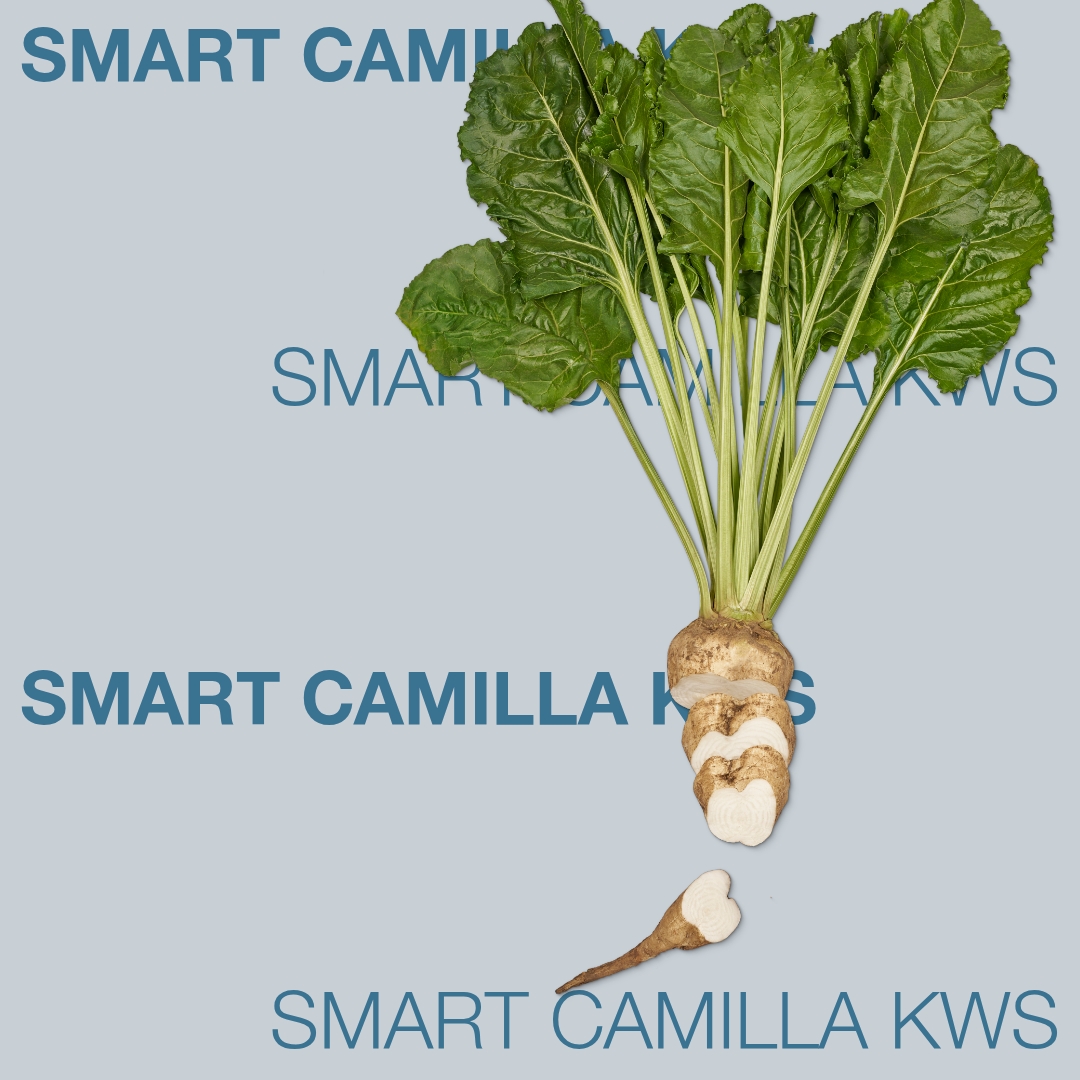 smart_camilla_kws_keyvisual_lt_1x1_1.jpg