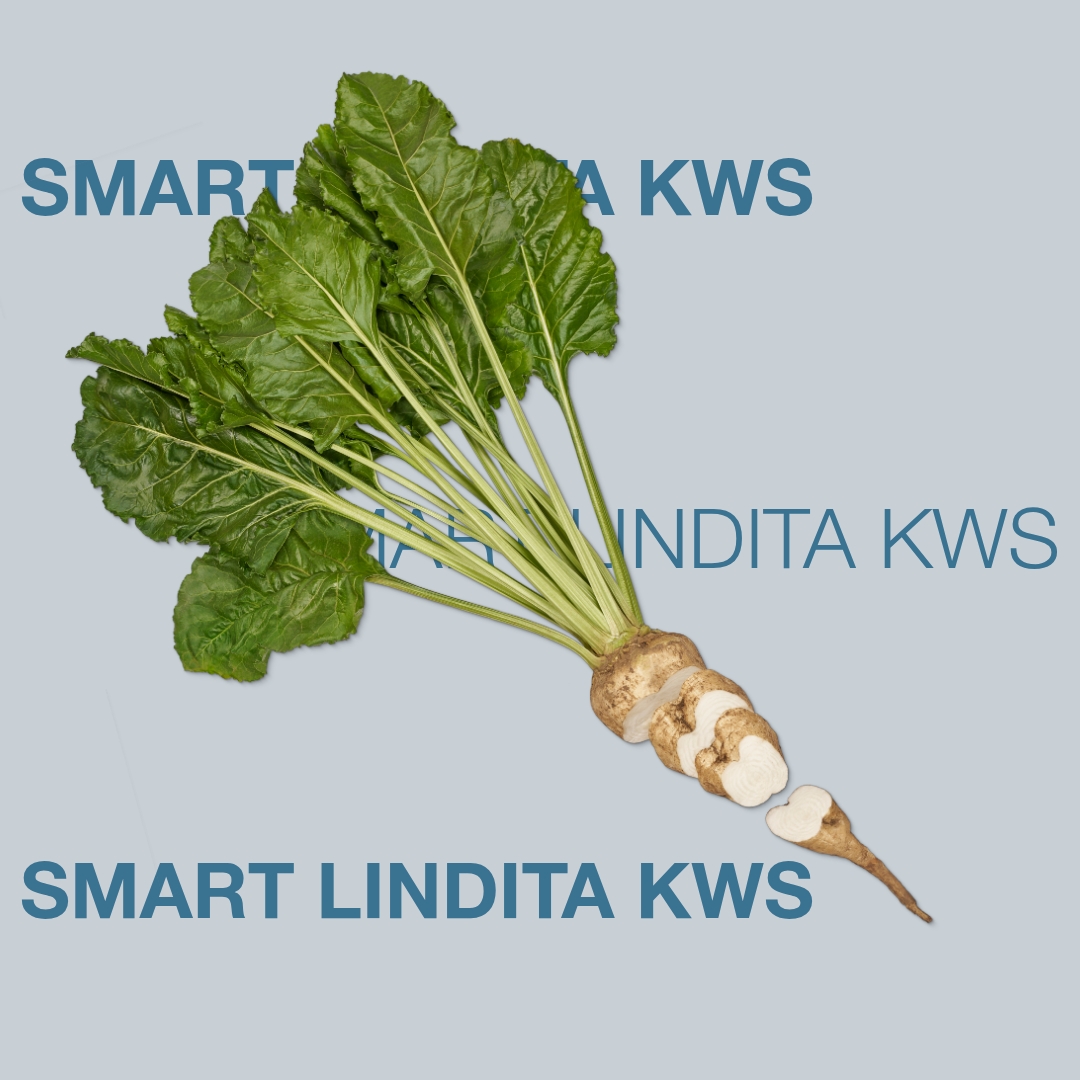 smart_lindita_kws_keyvisual_lt_1x1_1.jpg