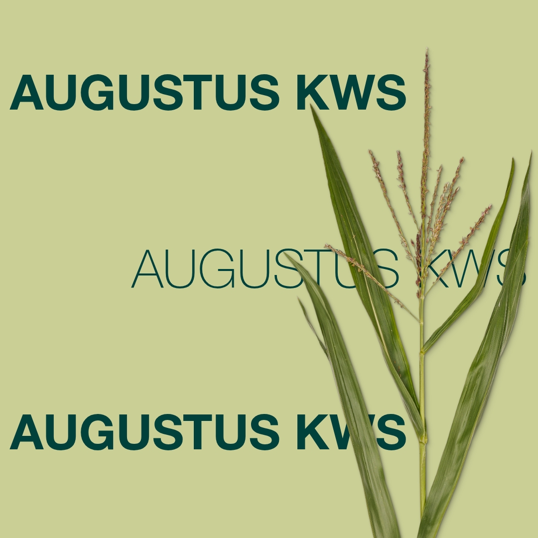 augustus_kws_keyvisual_lv_1x1_1.jpg