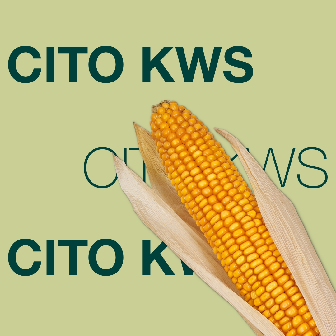 cito_kws_keyvisual_lv_1x1_1.jpg